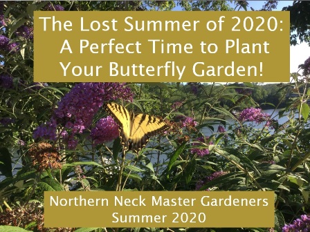 Lost Summer Butterfly Slide Show